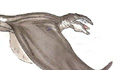 aiwhamini13.jpg (3 ko)