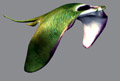 aiwhamini14.jpg (3 ko)